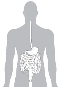 オステオパシー セミナー｜腸の治療 東京勉強会記録 手技療法研鑽会