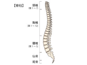 オステオパシー セミナー｜首の治療 東京治療家勉強会 手技療法研鑽会